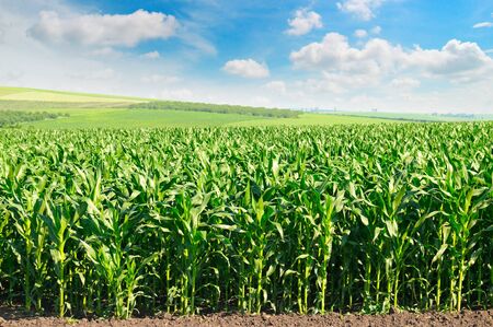 green corn field and blue skyの写真素材