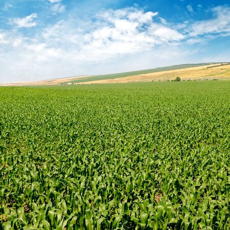 green corn field and blue skyの写真素材