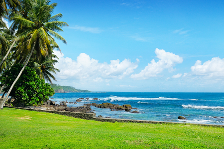 ocean, coconut palms and blue skyの写真素材