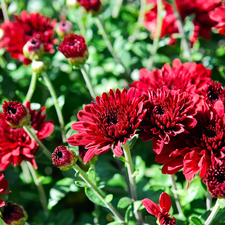 bright background of blooming chrysanthemums in the flowerbedの写真素材