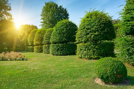 Hedges and ornamental shrub in a summer park. Bright Sunrise in the blue skyの写真素材
