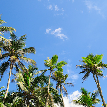 tropical palm trees against the blue skyの写真素材