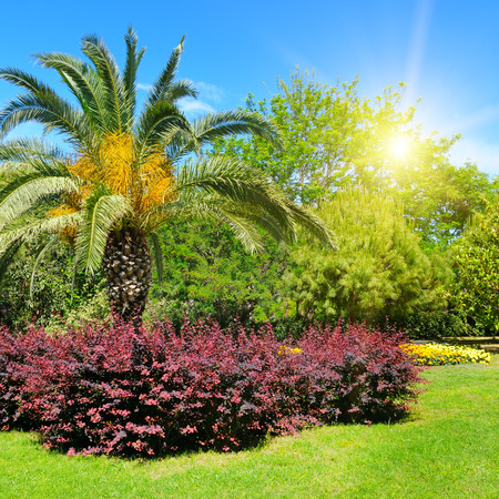 Summer park with tropical palm trees, flower beds and lawns.の写真素材