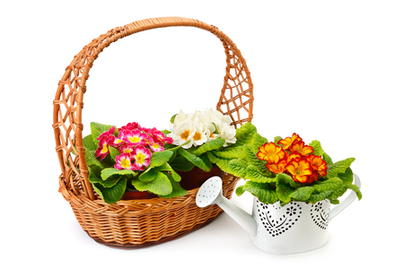 Flowering primrose in a wicker basket and a decorative watering can isolated on white background.の写真素材