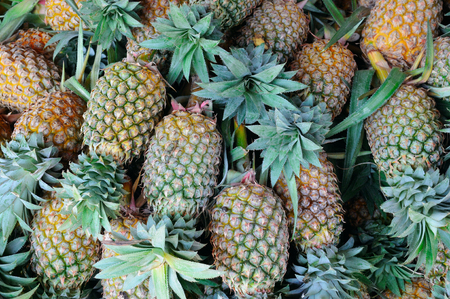 bright background of fresh juicy pineapplesの写真素材