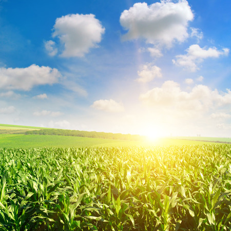 Green field with corn. Blue cloudy sky. Sunrise on the horizon.の写真素材