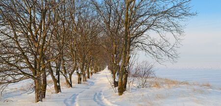 snow-covered field and trees in the snow on a background of blue skyの写真素材