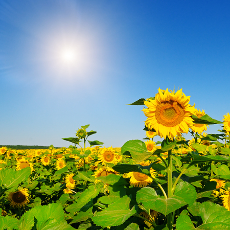 Sunflower flower against the blue sky and a blossoming fieldの写真素材