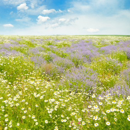 Field with daisies and blue sky, focus on foregroundの写真素材