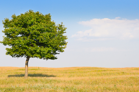 deciduous tree in the meadow and blue skyの写真素材
