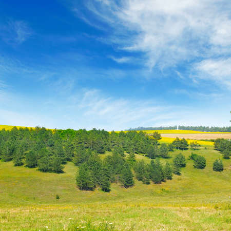 Picturesque rolling fields and spruce forestの写真素材