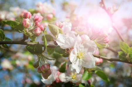 Flowers of an apple tree in the rays of a bright sun. Shallow depth of field. Focus on the front flowers.の写真素材