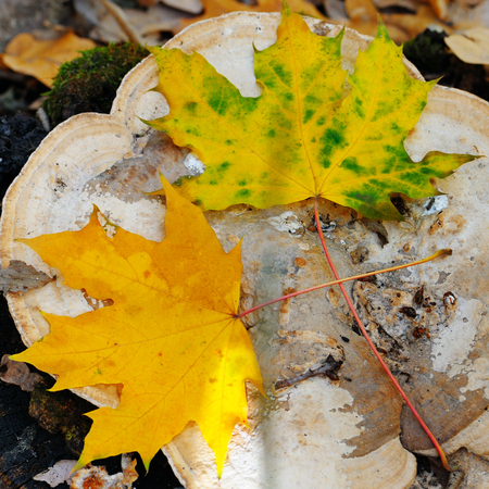 autumn maple leaves on an old stump in the woodsの写真素材