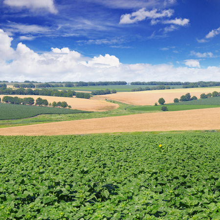 field sprouts sunflower and blue skyの写真素材