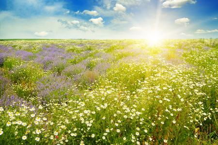 Field with daisies and sun on blue sky, focus on foregroundの写真素材
