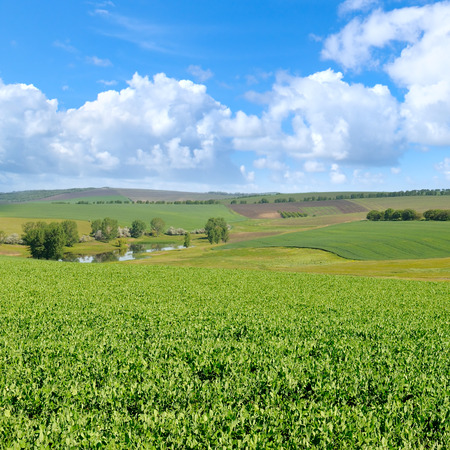 green field and blue sky with light cloudsの写真素材
