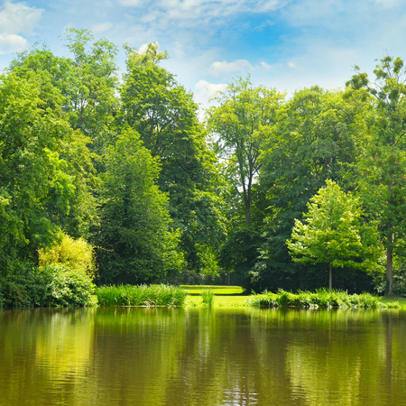 picturesque lake, summer forest on the banks and skyの写真素材