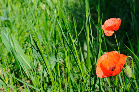 Scarlet poppies against the background of green grass. Focus on the flower. Shallow depth of fieldの写真素材