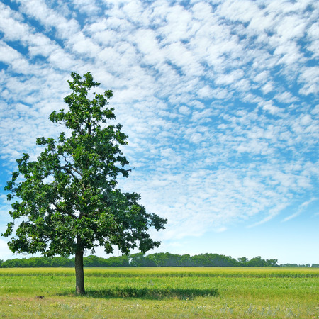 Oak tree on a green meadow and sky with light clouds.の写真素材