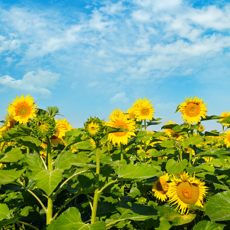 Sunflower flower against the blue sky and a blossoming fieldの写真素材