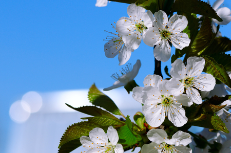 Blossoming cherry against the blue sky. Focus on the foreground. Shallow depth of fieldの写真素材