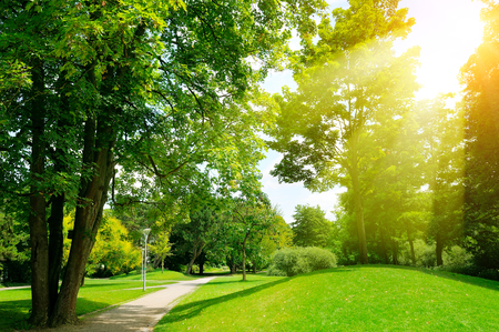 Bright sunny day in park. The sun rays illuminate green grass and trees.の写真素材