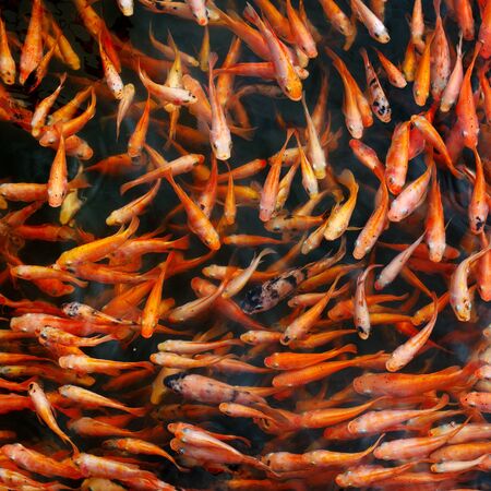 Small group red carp in the lake waterの写真素材
