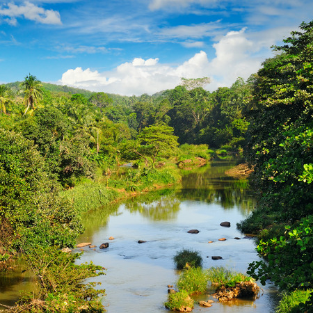 Tropical forest on the banks of the river and the blue cloudy skyの写真素材