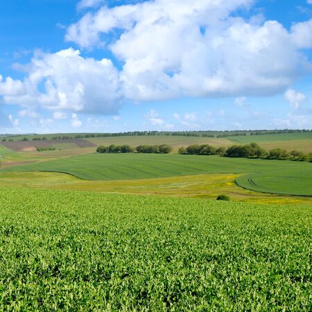 picturesque green field and blue skyの写真素材