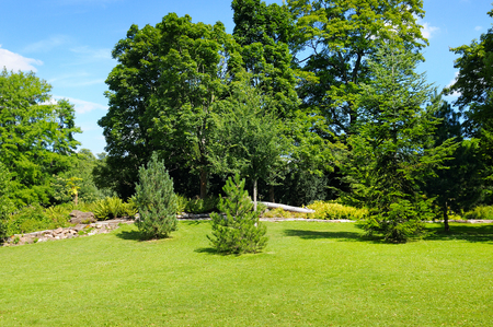 park, green meadow and blue skyの写真素材