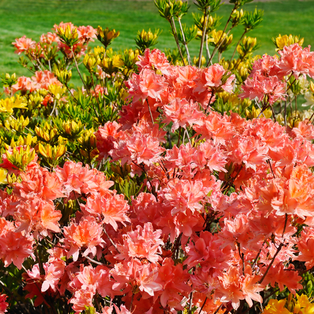 Bushes blooming rhododendron against the green lawnの写真素材
