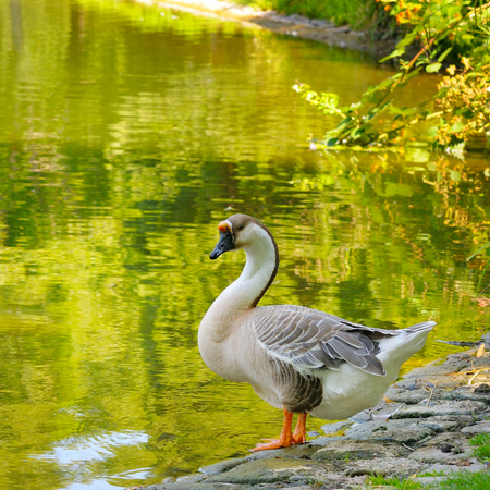 Gray goose against the backdrop of a lake in a summer park.の写真素材