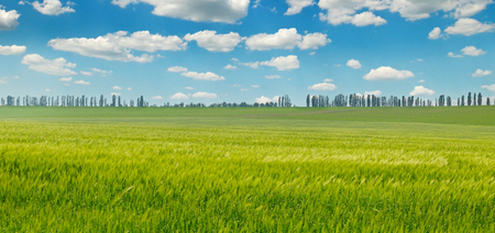green field and blue sky with light clouds. wide imageの写真素材