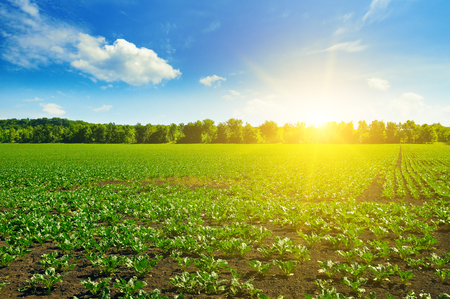 green beet field and blue skyの写真素材