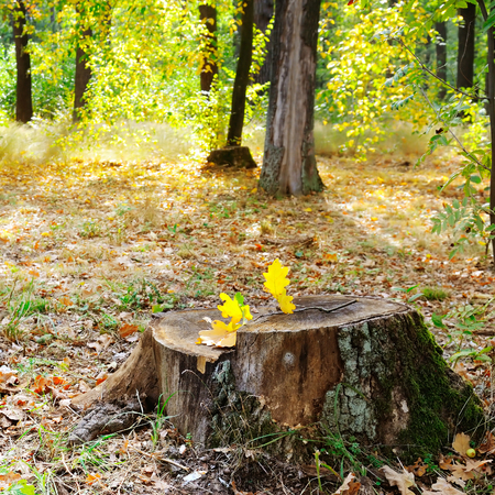 old tree stump in the autumn parkの写真素材