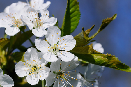 Spring flowers. Beautifully blossoming tree branch. Cherry - Sakura and sun with a natural colored background.の写真素材