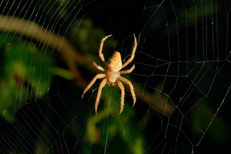 dangerous spider web background at nightの写真素材