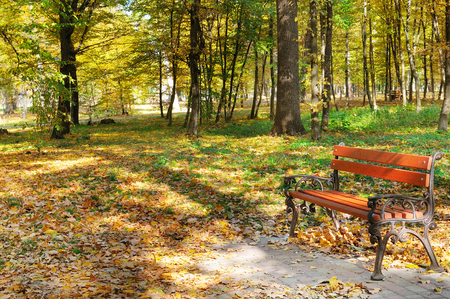 Beautiful autumn park with paths and benches. Bright yellow leaves and a bench illumination by solar beams.の写真素材