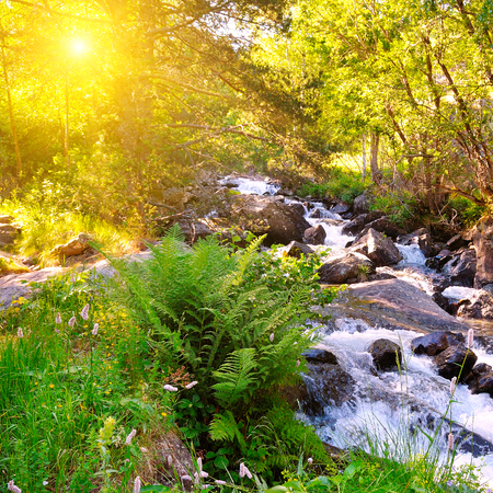 Stormy mountain river. Picturesque forest. The trees are lit by the bright rays of the sun.の写真素材