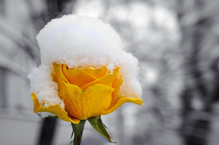 Delicate yellow rose in a flower bed covered with fresh snow. Toned photo in vintage style.の写真素材