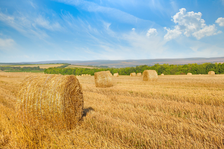 Straw bales on a wheat field and blue sky.の写真素材