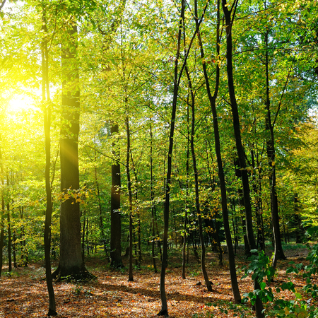 Autumn forest, yellow leaves and the sun set.の写真素材