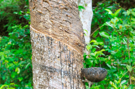 Milky latex extracted from rubber tree (Hevea Brasiliensis) as a source of natural rubber. Plantations of rubber plants Gevei in the south of Sri Lanka.の写真素材