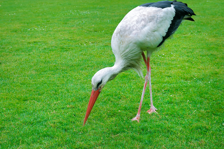 Stork on a background of green meadow. A bright sunny day.の写真素材