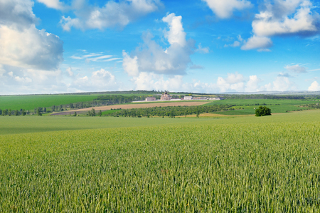 Wheat field and blue sky with light clouds. Agricultural landscape.の写真素材