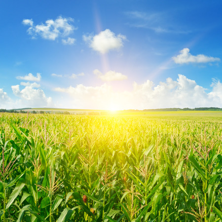 Green corn field and bright sunrise against the blue sky.の写真素材