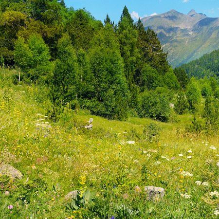 Picturesque mountain slopes with blooming herbs and coniferous trees. A bright sunny day. Pyrenees. Andorra.の写真素材