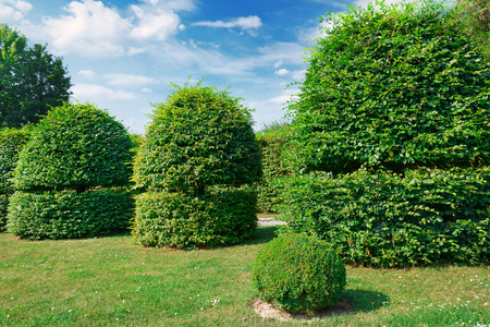 Hedges and ornamental shrub in a summer park. A bright sunny day.の写真素材
