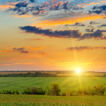 Corn field and sun rise on blue sky. Agricultural landscape.の写真素材