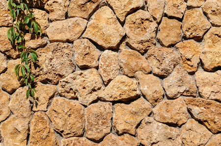 Old stone wall with ivy as background. Decorative facing of the outer walls of the house.の写真素材